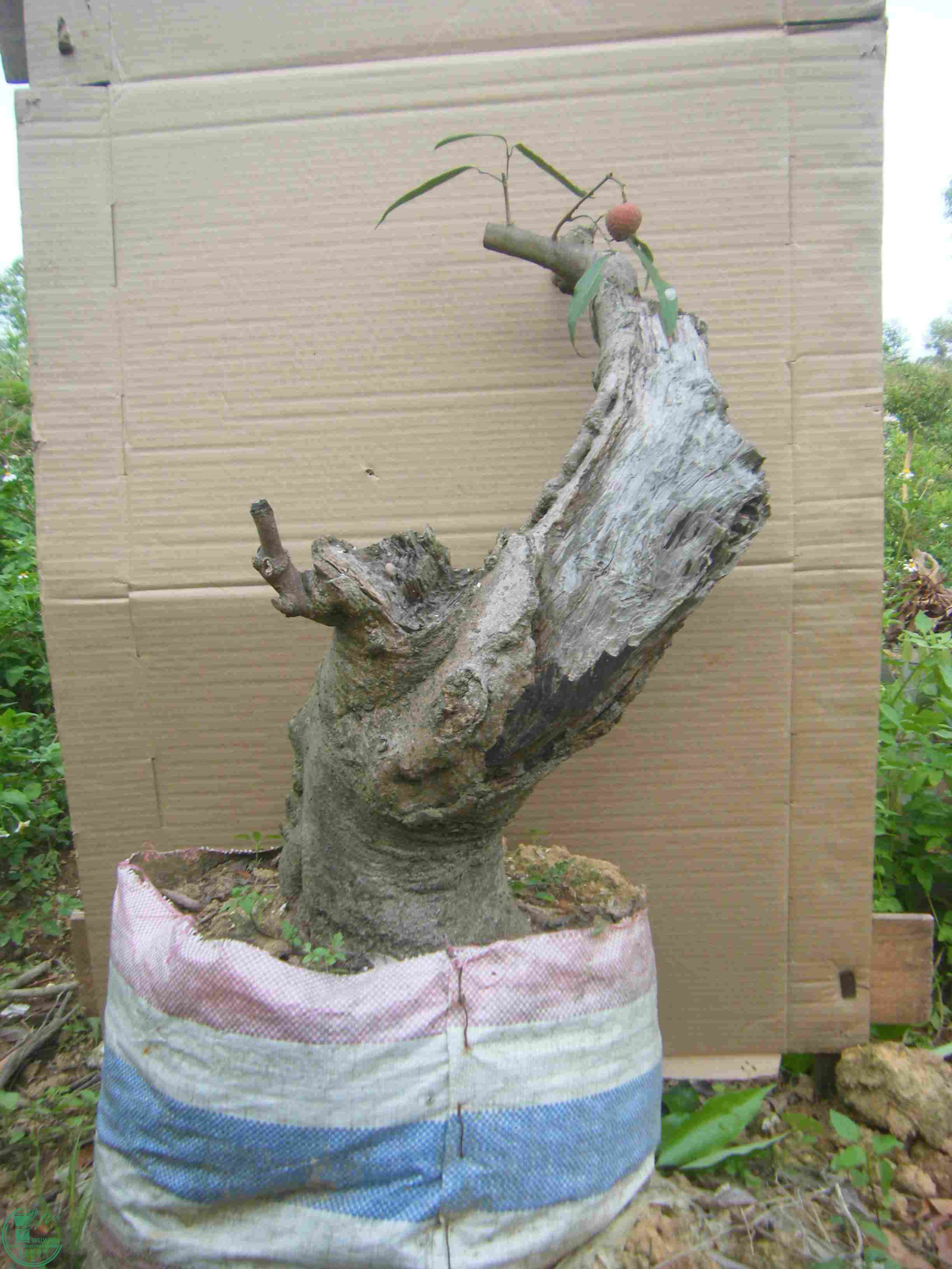 l393.JPG