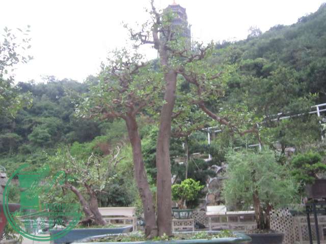 IMG_9005.JPG