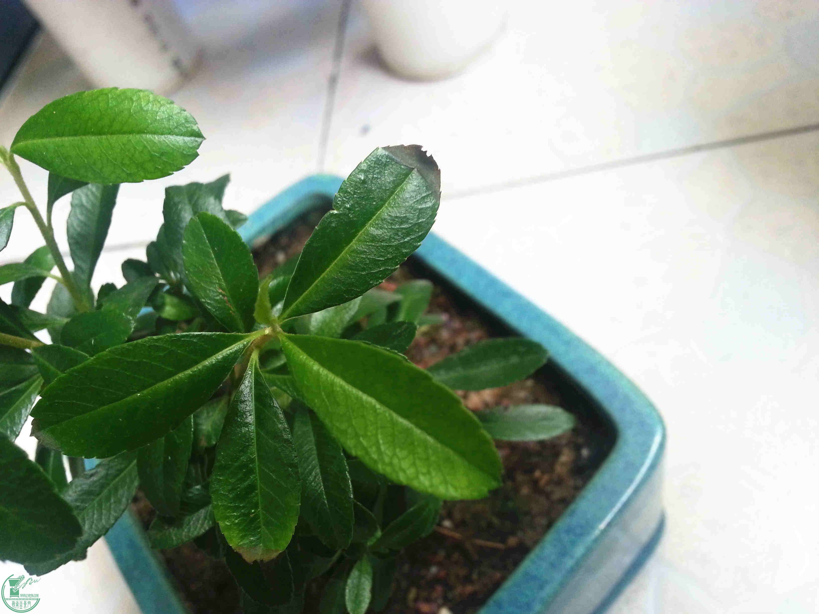20150606_114054_.jpg