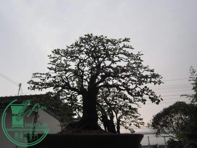 IMG_9038.JPG