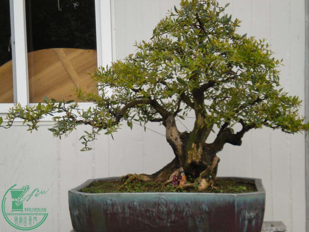 DSCN8235.JPG