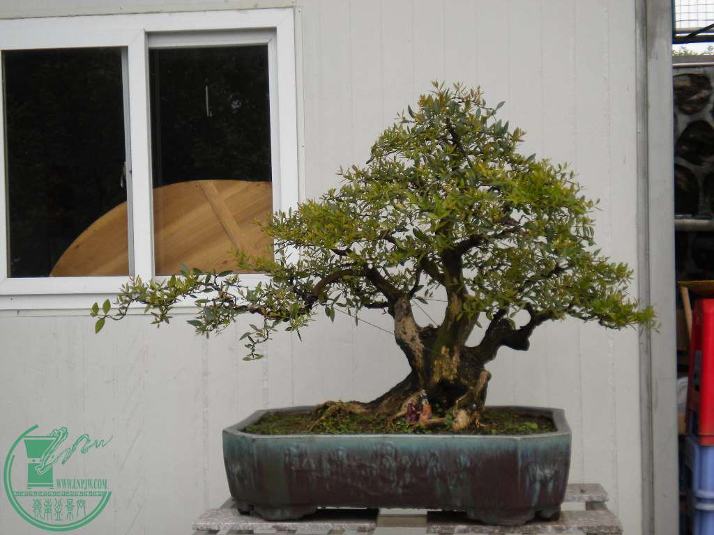 DSCN8236.JPG
