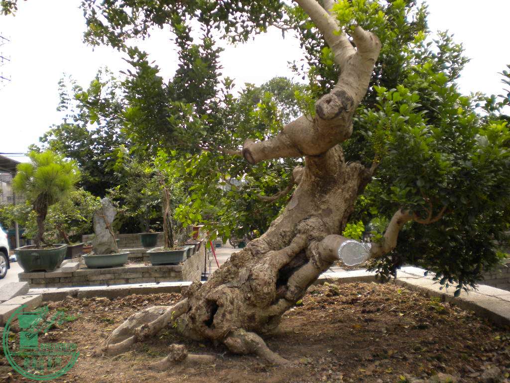 DSCN8140.JPG