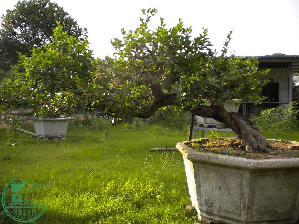 DSCN8278.JPG