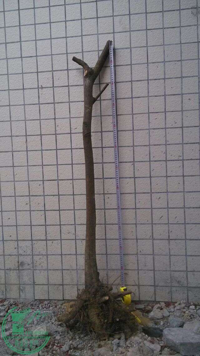 1433781497823.jpeg