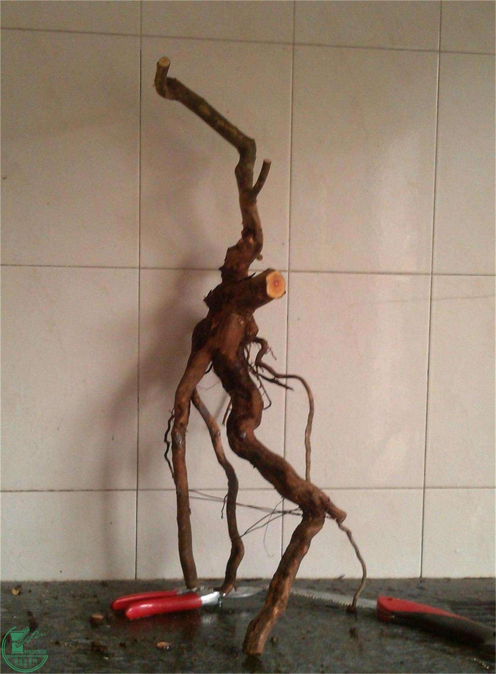 ȸ÷׮42IMG_20150111_155428_2345ͼ.jpg