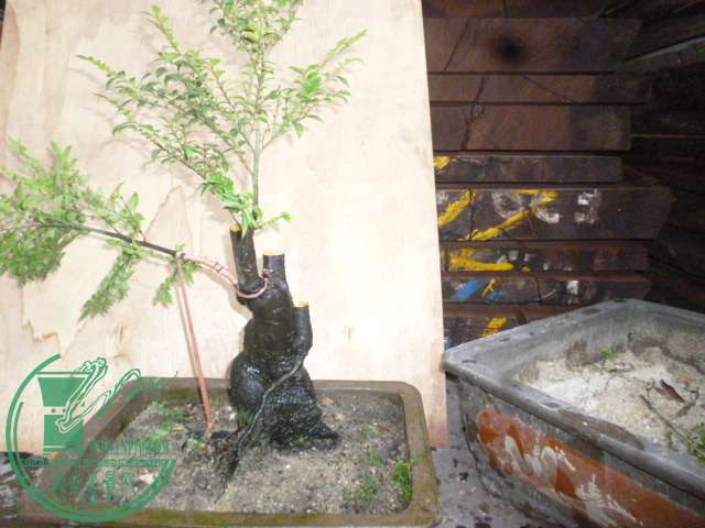 P1140041.JPG