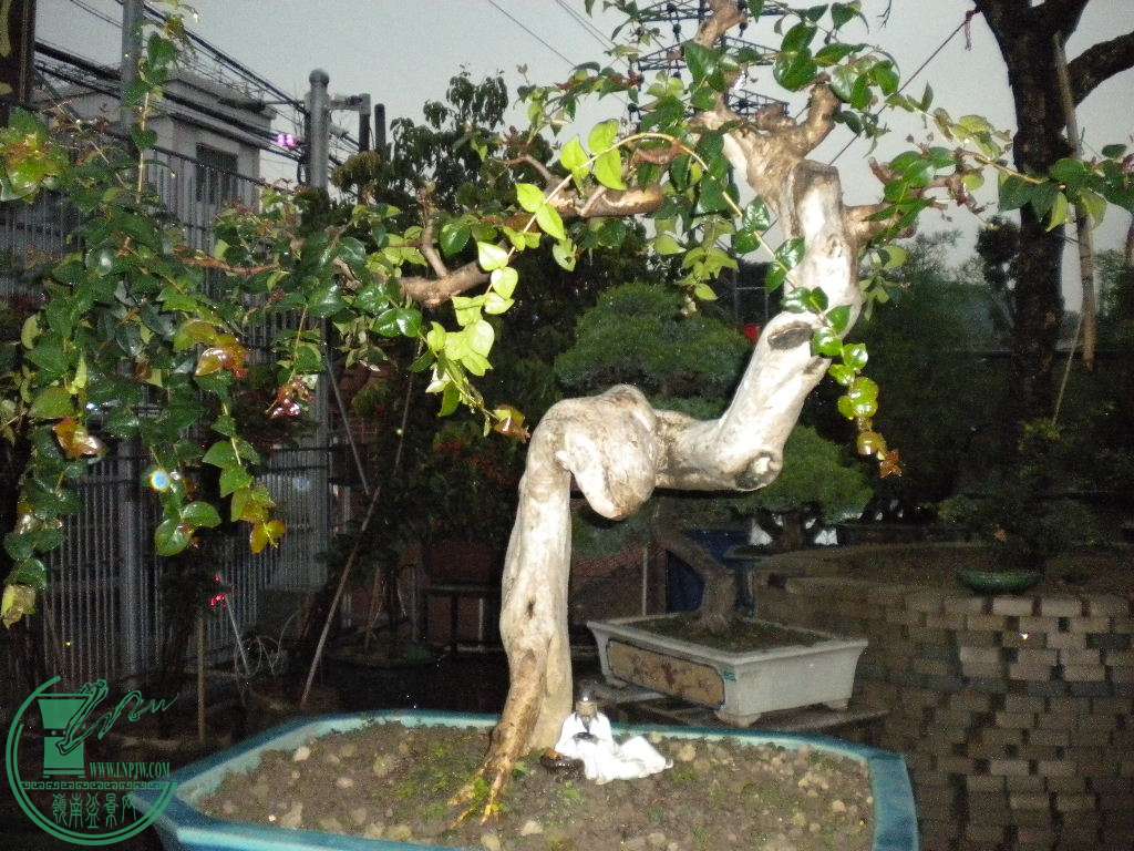 DSCN8123.JPG