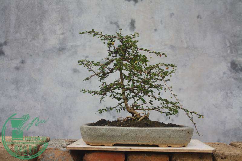 Ƭ20131026ۺ 3356.jpg