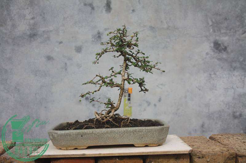 Ƭ20131026ۺ 3358.jpg