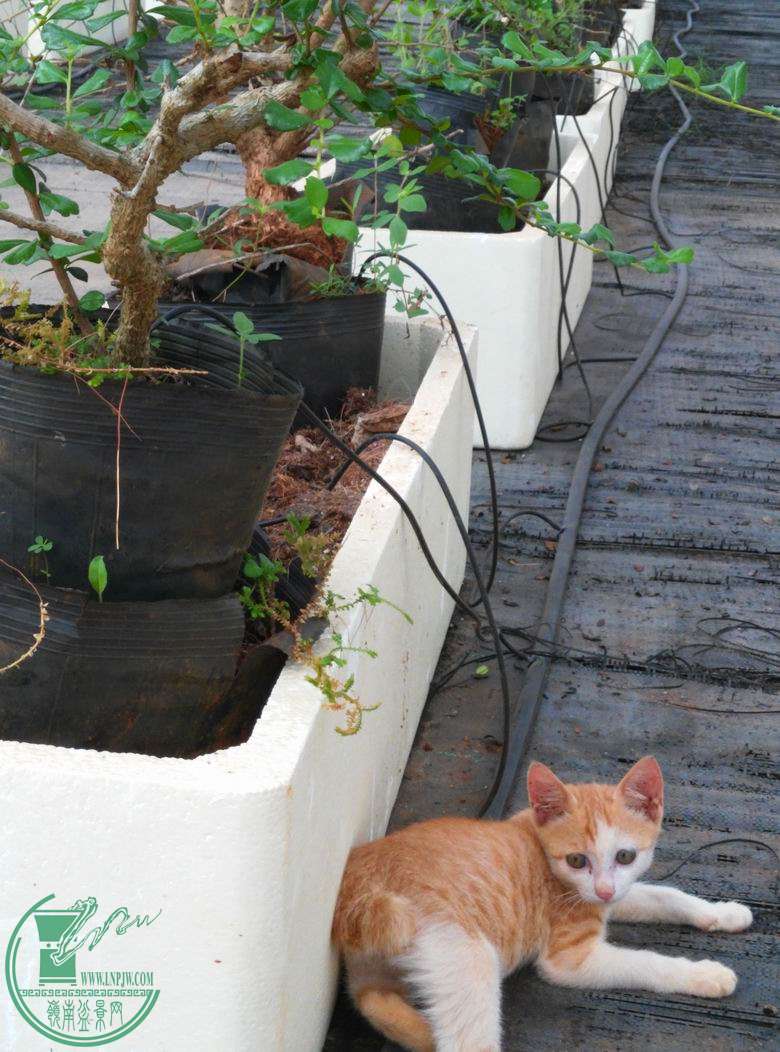 С ת IMG_20150617_094158.jpg