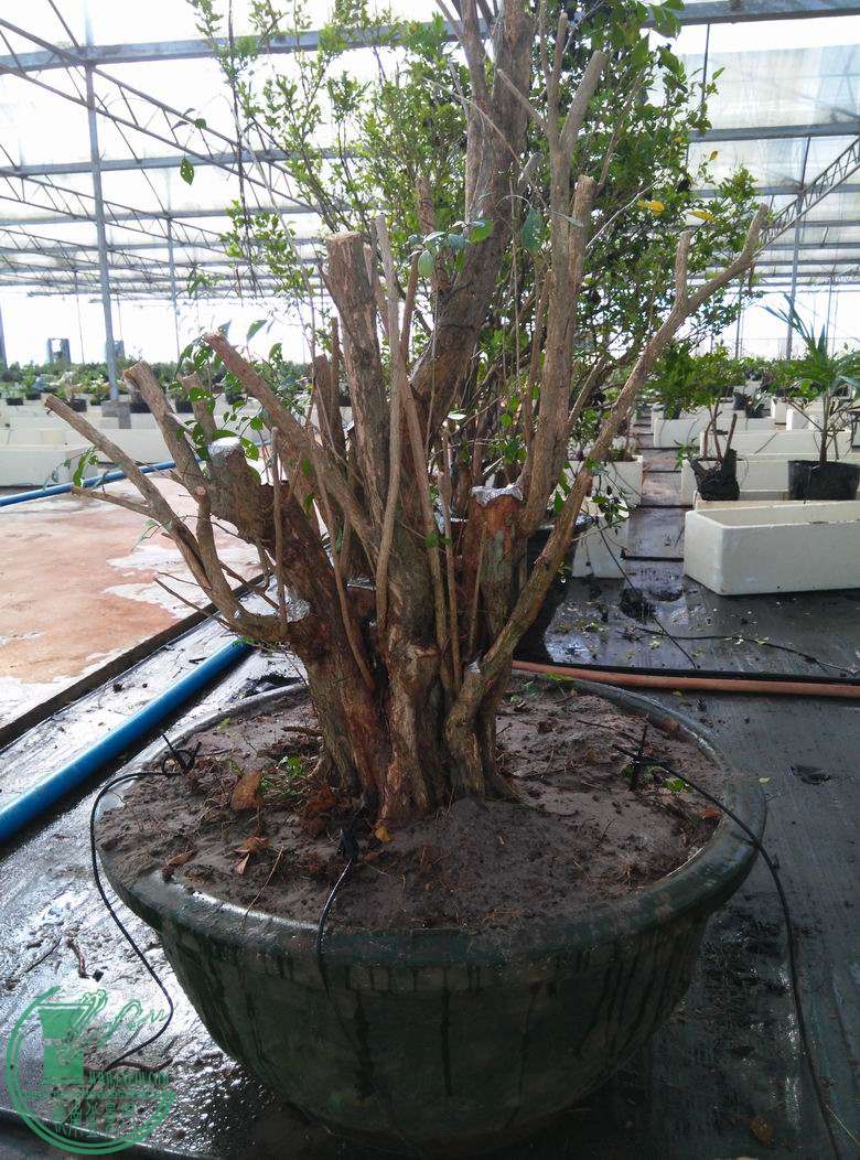 С ת IMG_20150617_082929.jpg
