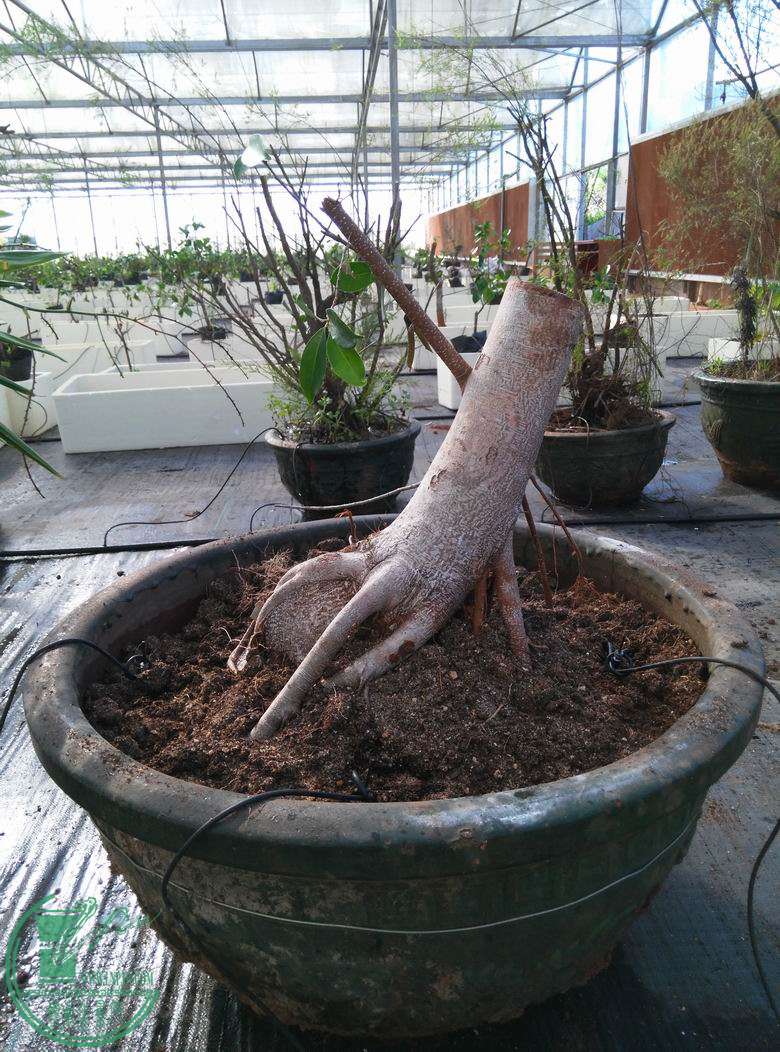С ת IMG_20150617_083130.jpg