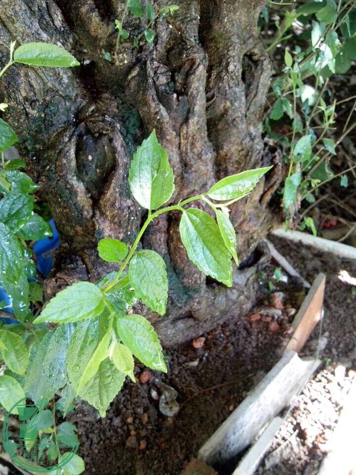 QQͼƬ20150617205035.jpg