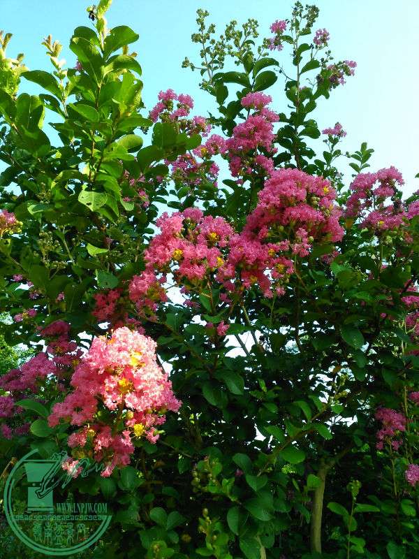 IMG_20150619_075427.jpg