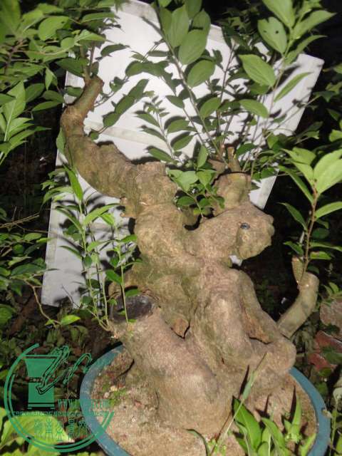 DSC02476.JPG