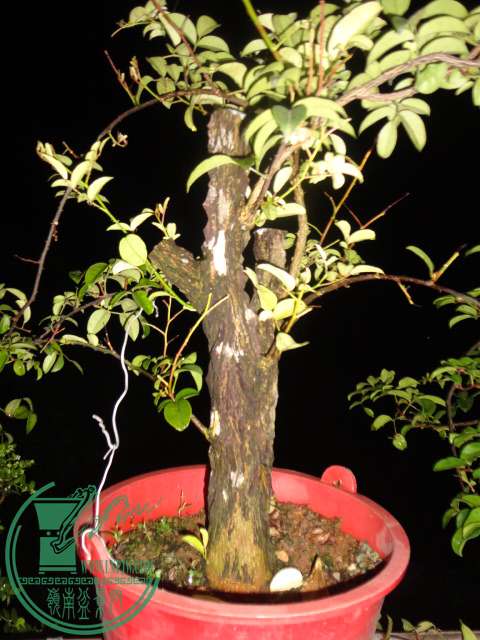 DSC02488.JPG