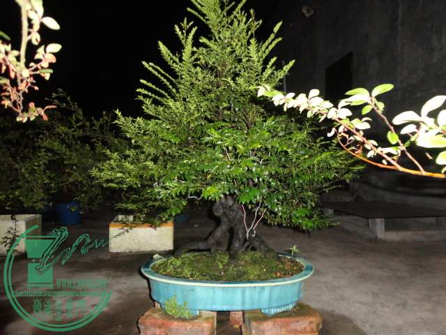 DSC02500.JPG