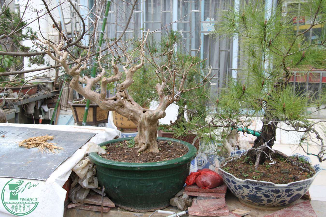 IMG_2704.jpg