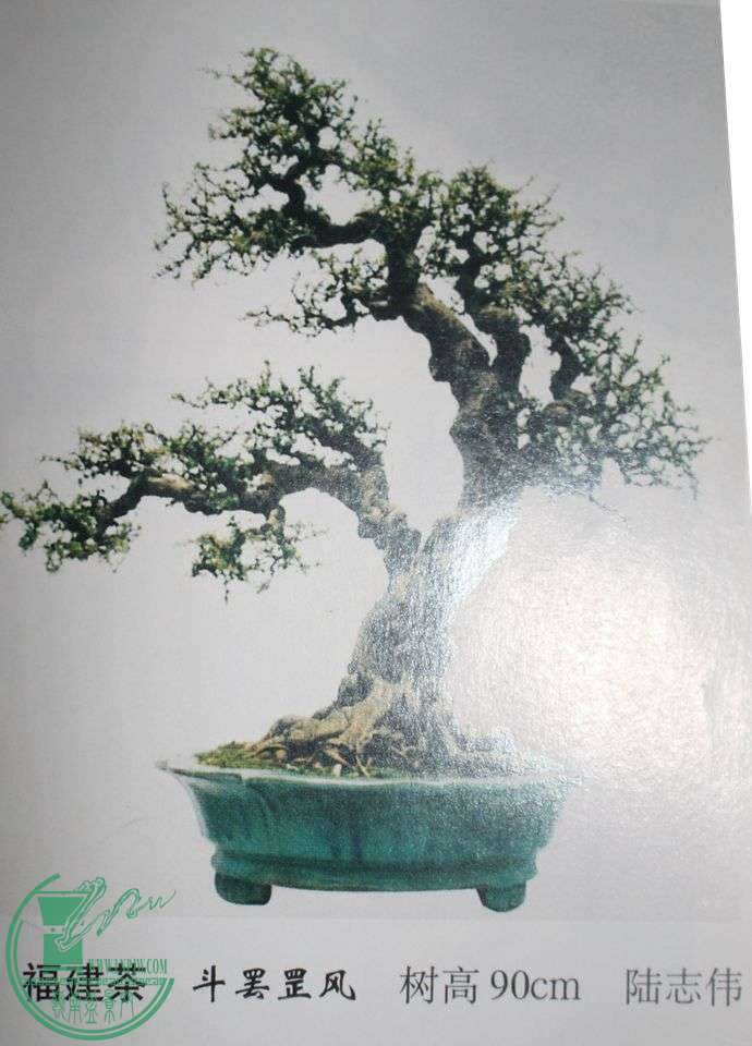 Ƭ 743.jpg