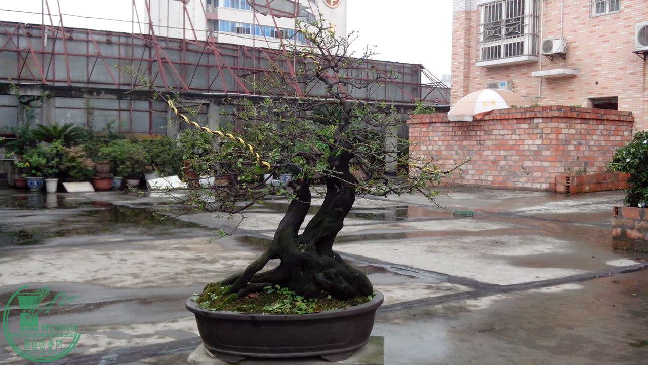 IMG_20150623_103754.jpg