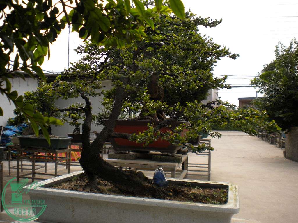DSCN8145.JPG