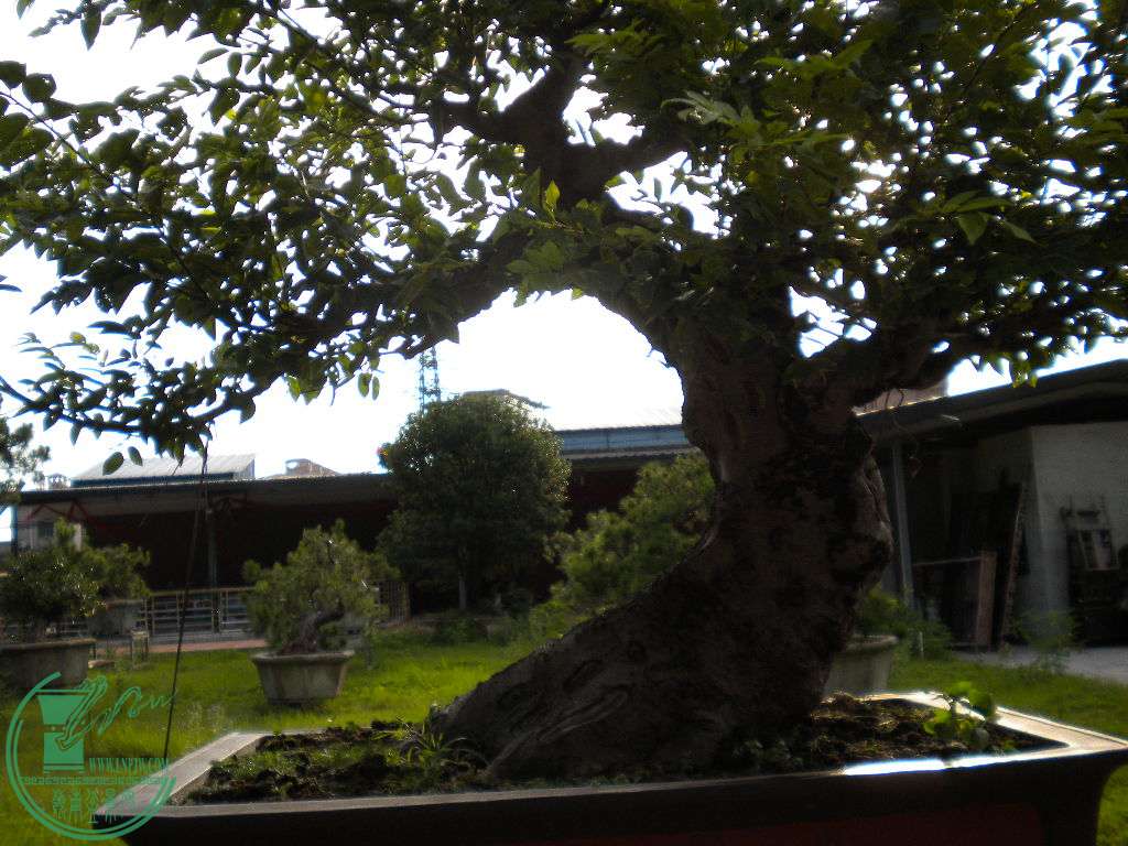 DSCN8271.JPG
