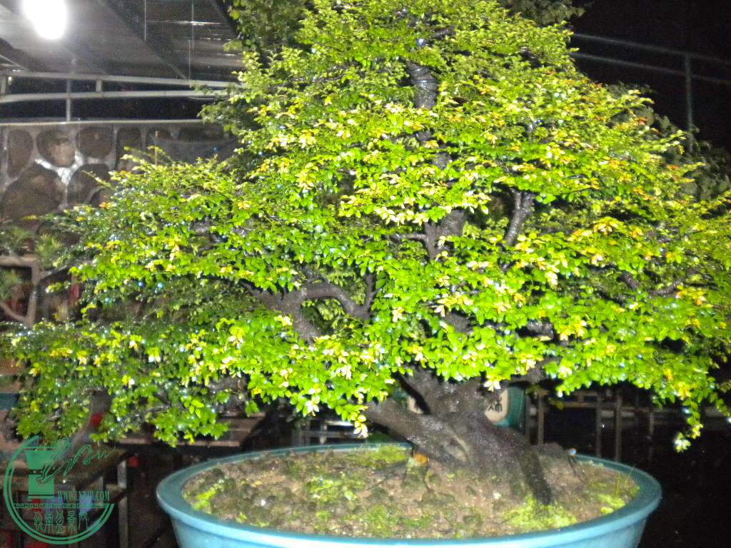 DSCN8126.JPG