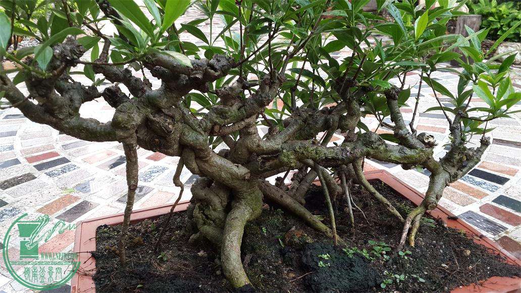 20150624_064027.JPG