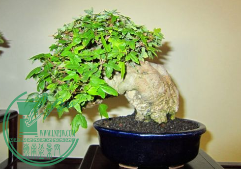 QQͼƬ20150626204217.png