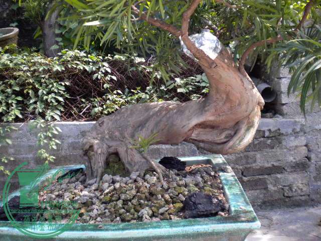 DSCN8311.JPG