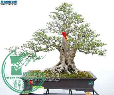 辰a8ec8a13632762d0997d2fc2a0ec08fa513dc608.jpg