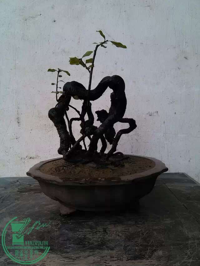 dAEAAAAAAAAA&amp;bo=gAJVAwAAAAAFAPc!&amp;rf=viewer_4 (2).jpg