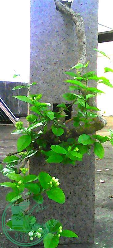 IMG_20150624_073946_114_ͼ.jpg