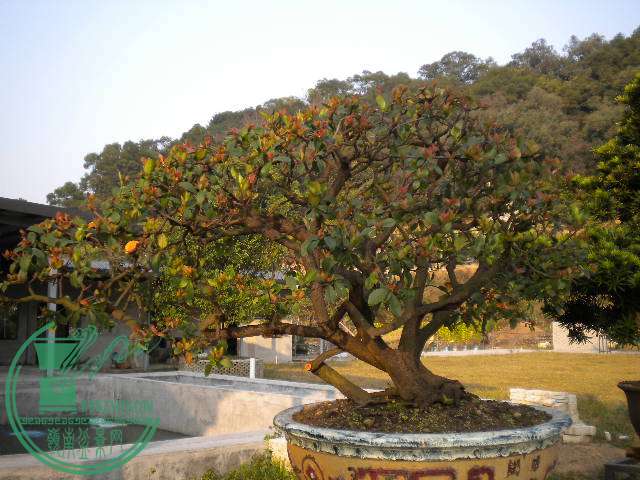 DSCN7666.JPG