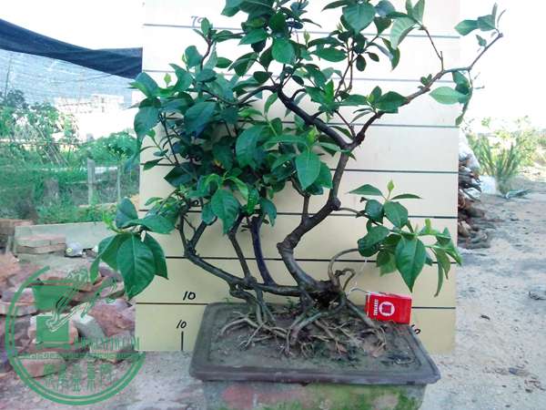 IMG_20150629_180628.jpg