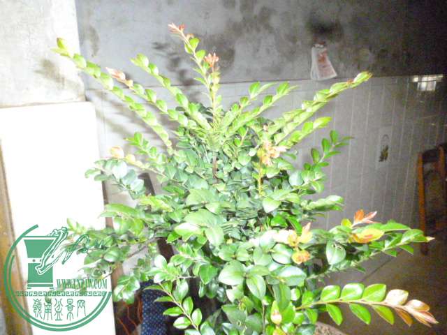P1140212.JPG