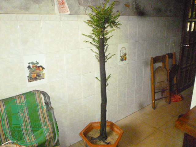 P1140205.JPG