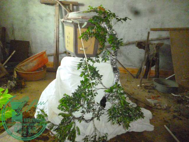 P1140199.JPG