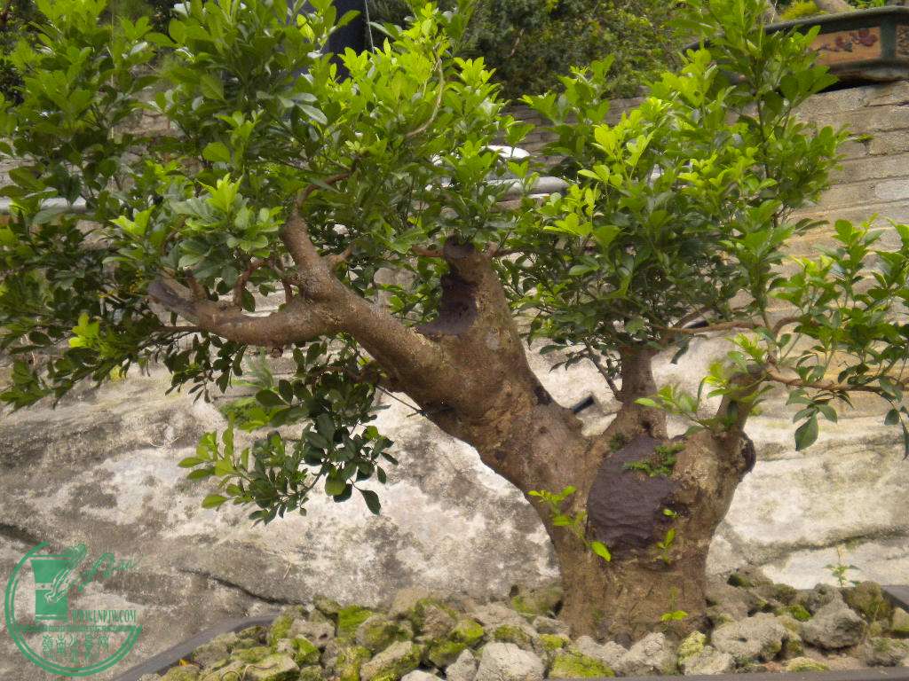 DSCN8181.JPG