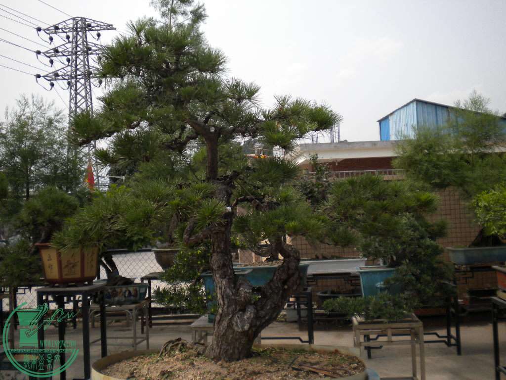 DSCN8137.JPG