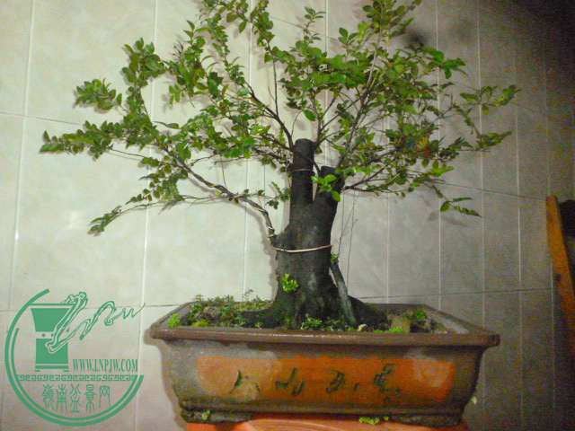 P1140220.JPG