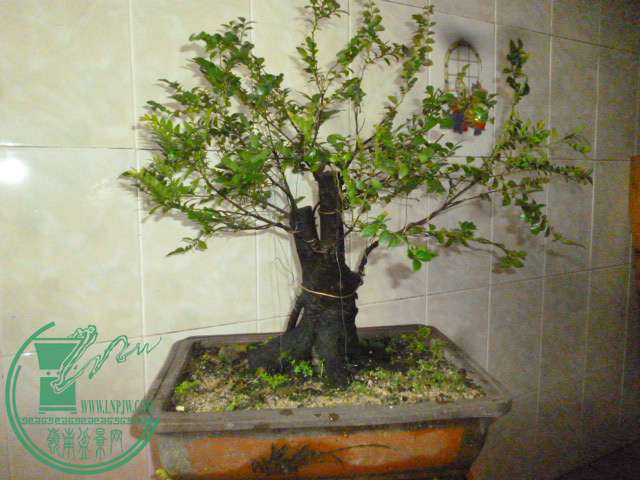 P1140216.JPG
