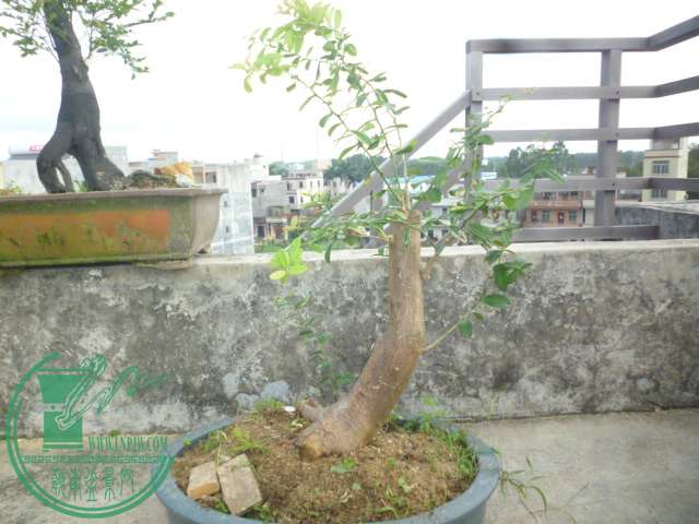 P1140232.JPG