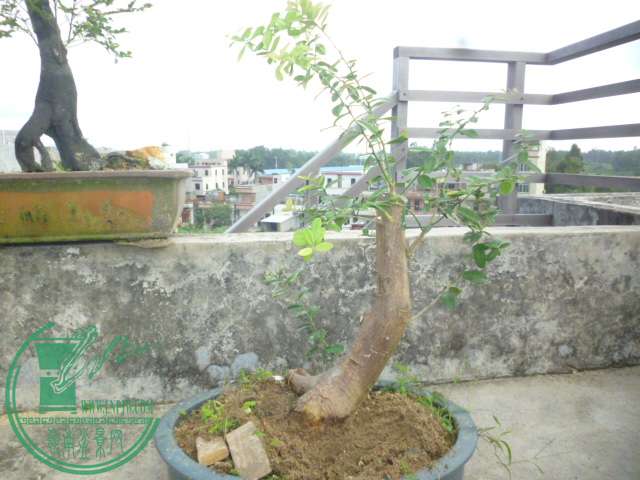 P1140235.JPG