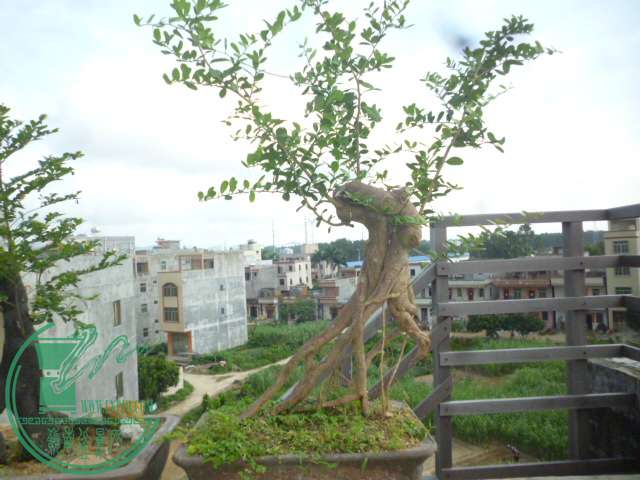 P1140247.JPG