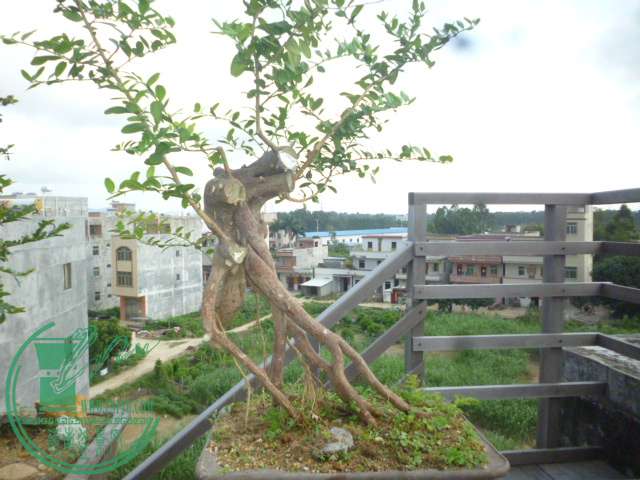 P1140244.JPG