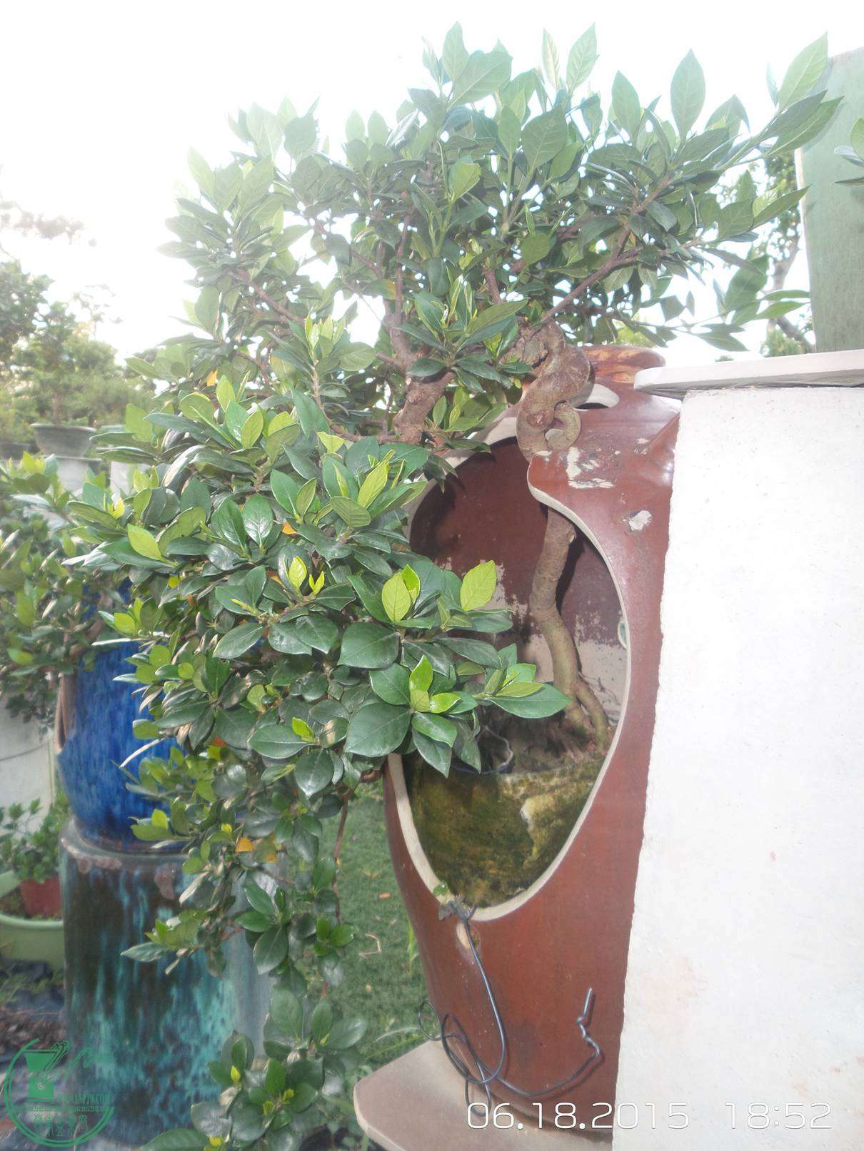 20150618_185214.jpg