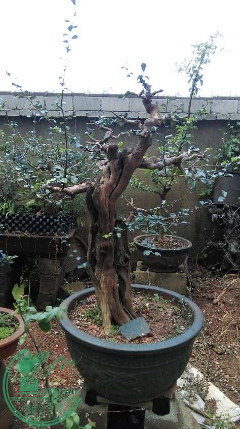 IMAG0139.jpg