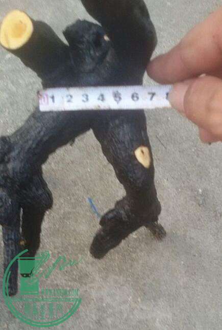 14_.jpg